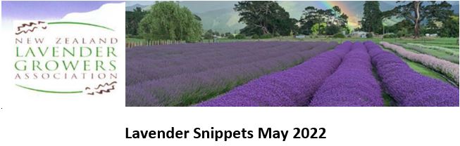 Lavender Snippets May 2022
