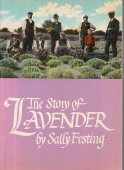 Story of Lavender