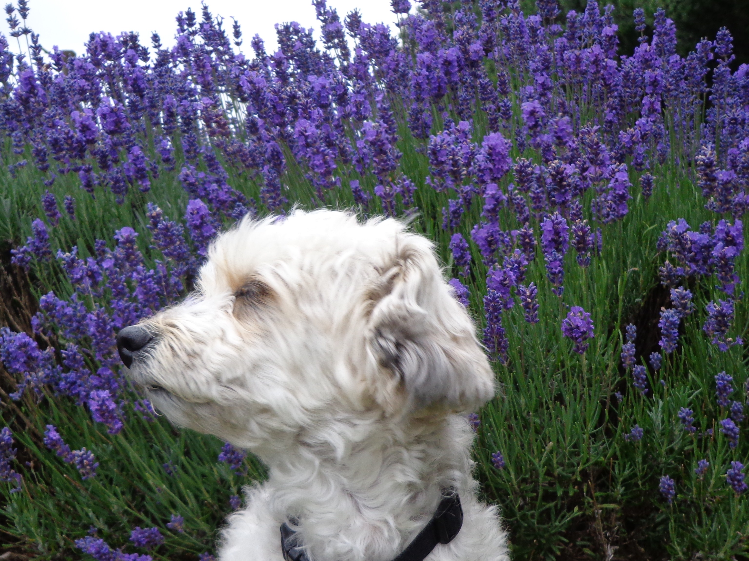 Lavender Dog