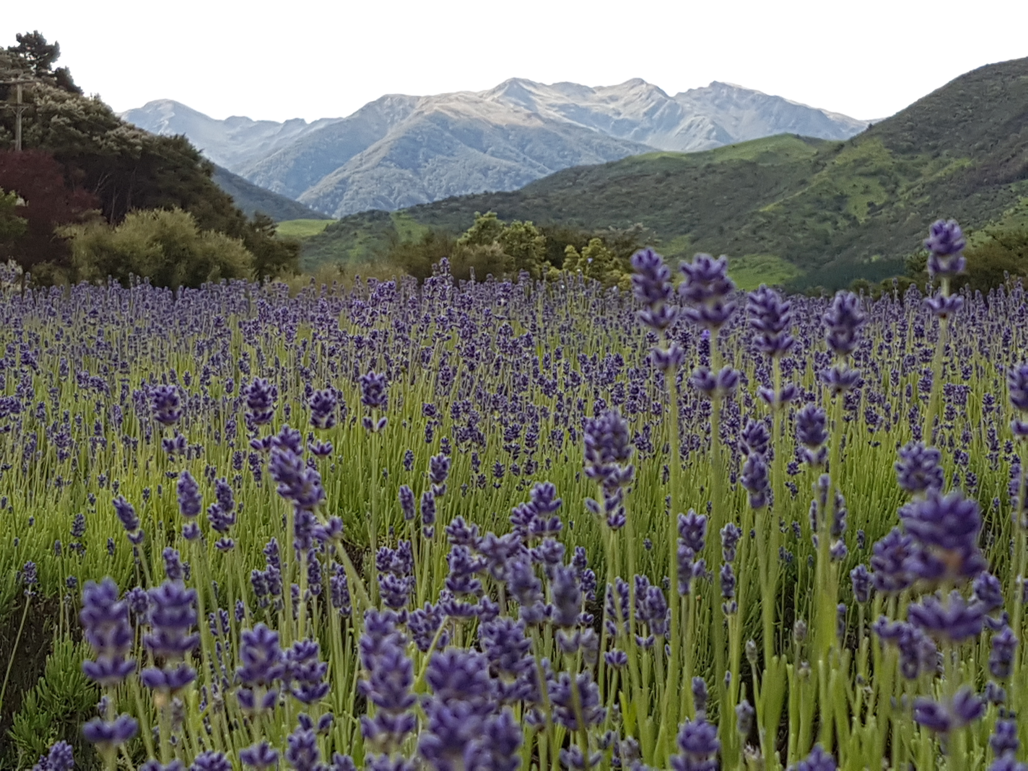 Lavender at Mount Holdsworth