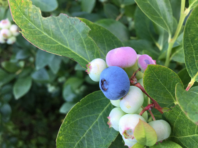 Lavender_Backyard_Garden_Blueberries.jpg